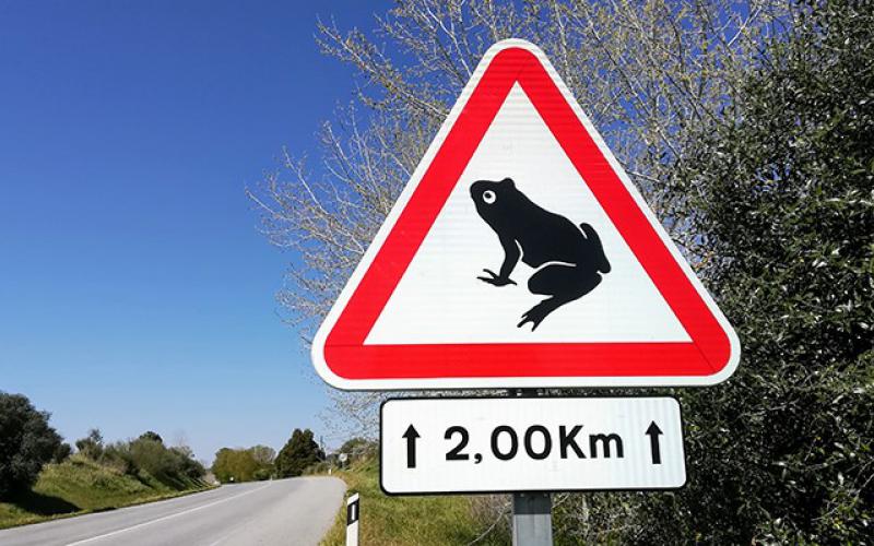 Road sign warning of the possible presence of amphibians on the road